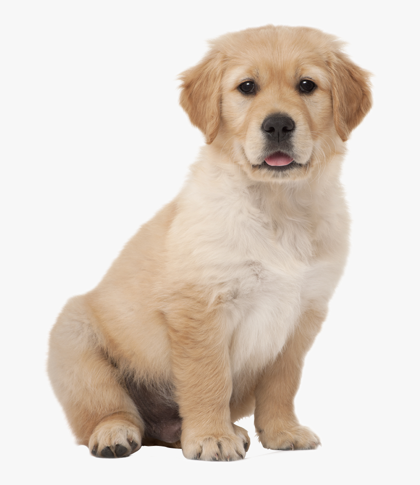 Labrador Retriever Png - 2 Month Old Golden Retriever Puppy, Transparent Png, Free Download