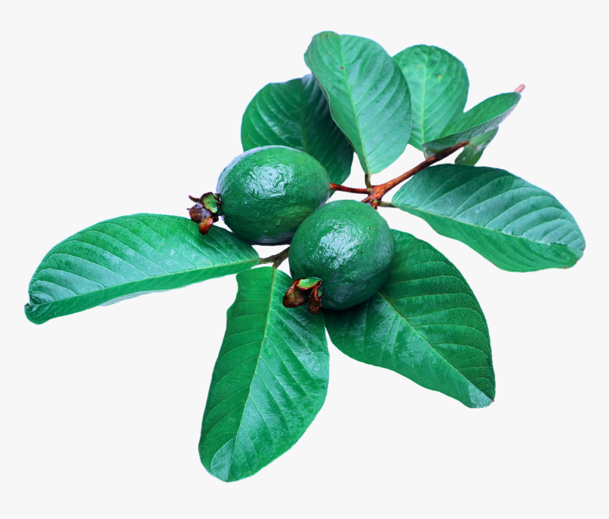 Guava Leaf Green Free Photo - Guava Leaves Clipart, HD Png Download, Free Download