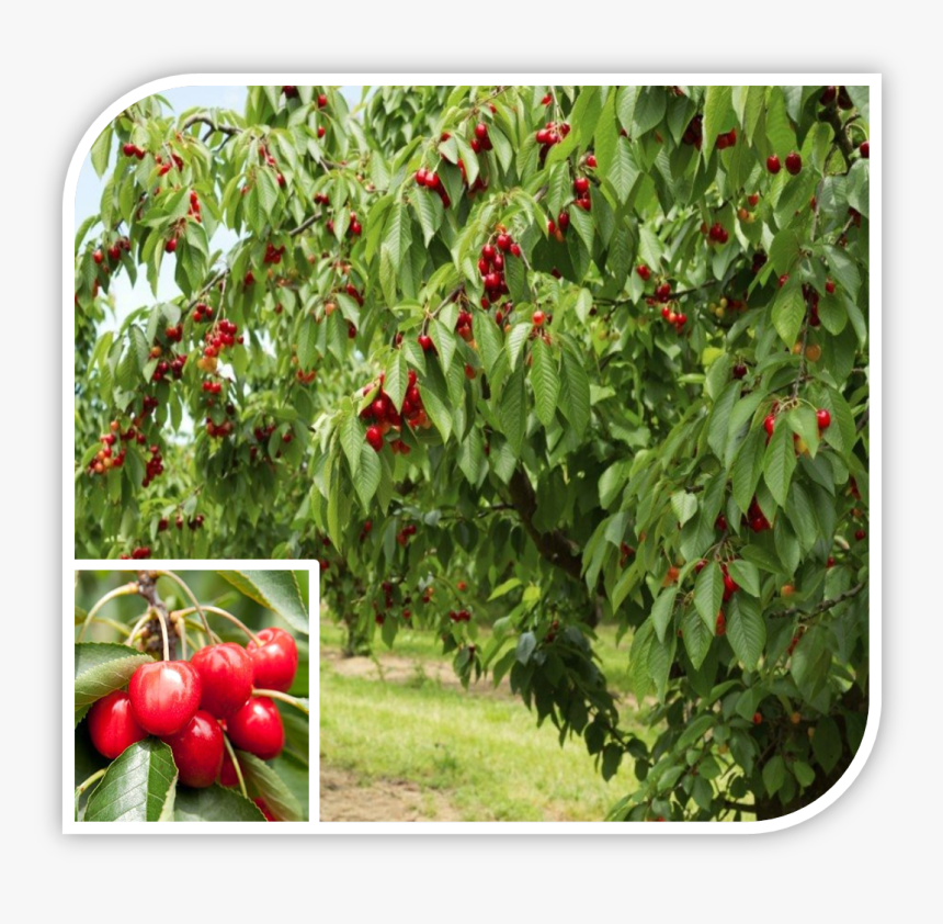 Picture - Does A Cherry Tree Look Like, HD Png Download, Free Download