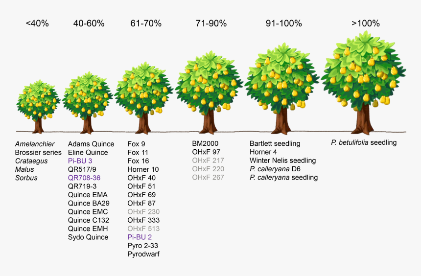 Planting Fruit Trees In Rows, HD Png Download, Free Download