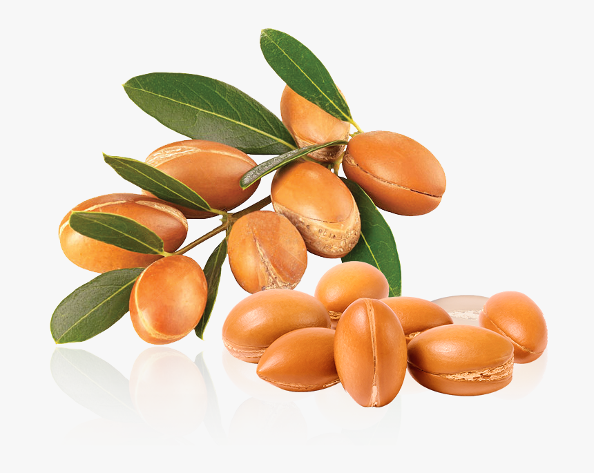 Layer - Argan Oil Tree Png, Transparent Png, Free Download