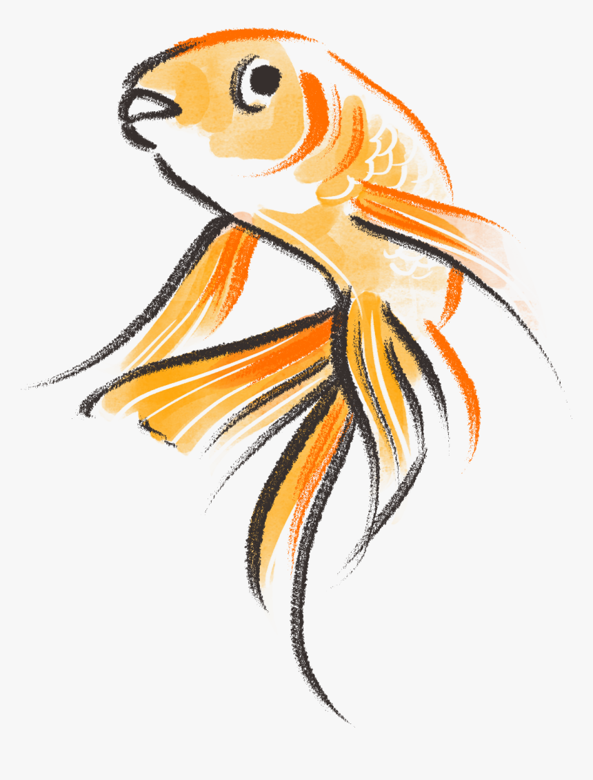 Goldfish Drawing Png, Transparent Png, Free Download