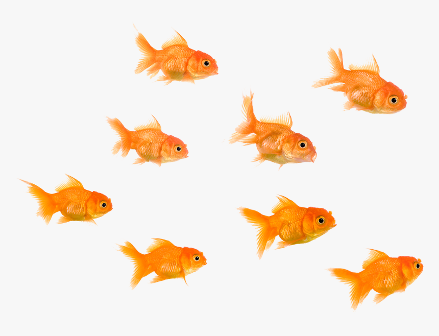 Home-fishes - School Of Fish With White Background, HD Png Download, Free Download