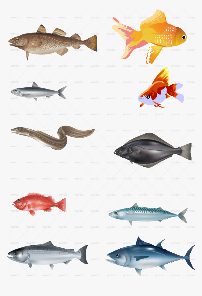 Realistic Fish Vector, HD Png Download, Free Download