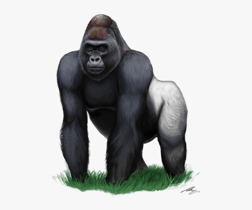 Download Gorilla Free Png Photo Images And Clipart - Gorilla Png, Transparent Png, Free Download