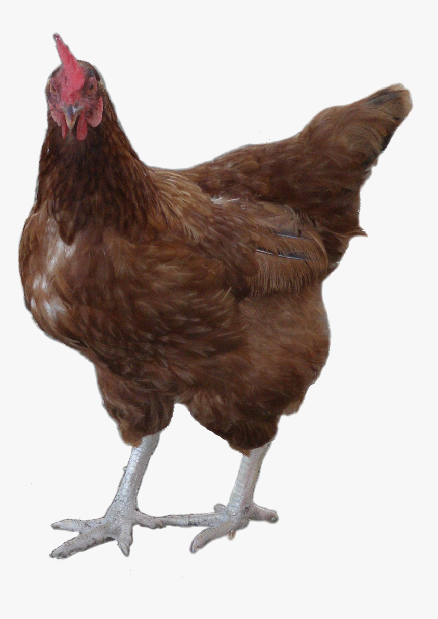 Rooster Png Image Background - Cocks & Hen Png, Transparent Png, Free Download