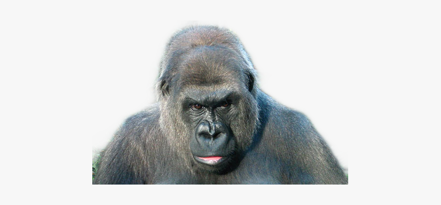 #gorilla - Western Lowland Gorilla, HD Png Download, Free Download