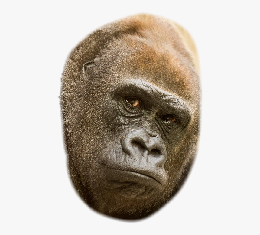 Transparent Gorilla Face Clipart - Monkey, HD Png Download, Free Download