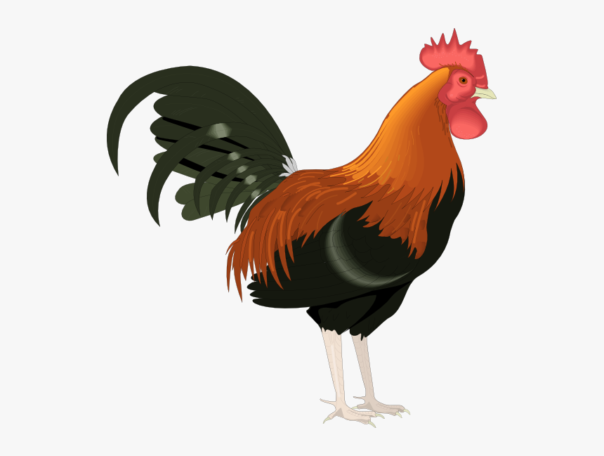 Rooster Clip Art Cartoon Free - Rooster Clipart, HD Png Download, Free Download