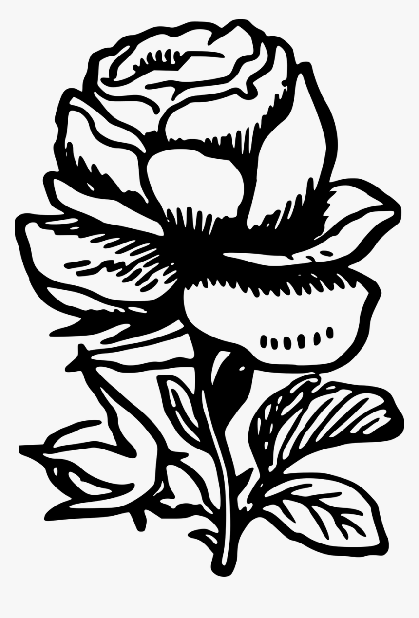 Black And White Rose Png, Transparent Png, Free Download