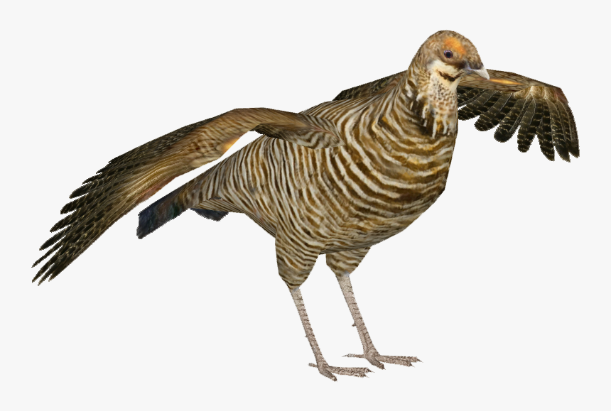 Heath Hen F - Heath Hen Png, Transparent Png, Free Download