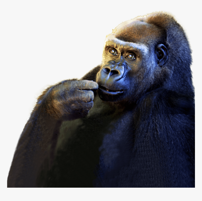King Kong - Western Lowland Gorilla, HD Png Download, Free Download