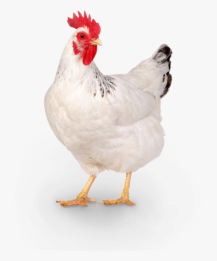 Poultry Png, Transparent Png, Free Download