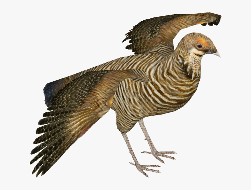 Heath Hen F - Heath Hen Png, Transparent Png, Free Download