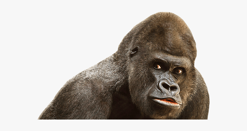 King Kong, HD Png Download, Free Download