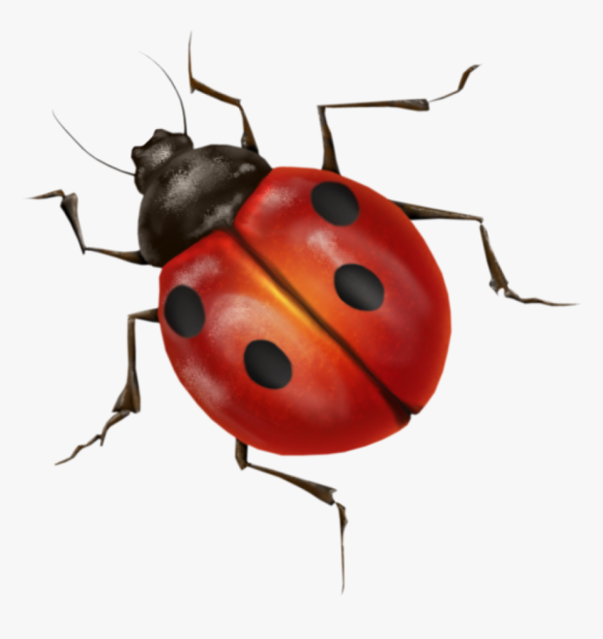 Ladybug Png Image - Transparent Background Ladybug Png, Png Download, Free Download