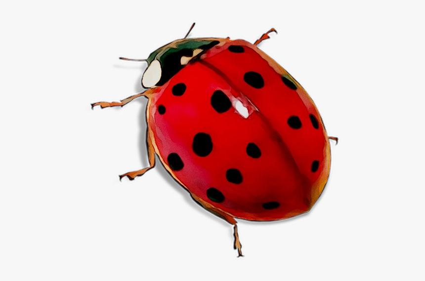 Ladybird Beetle Dog Toys - Transparent Transparent Background Lady Bug, HD Png Download, Free Download