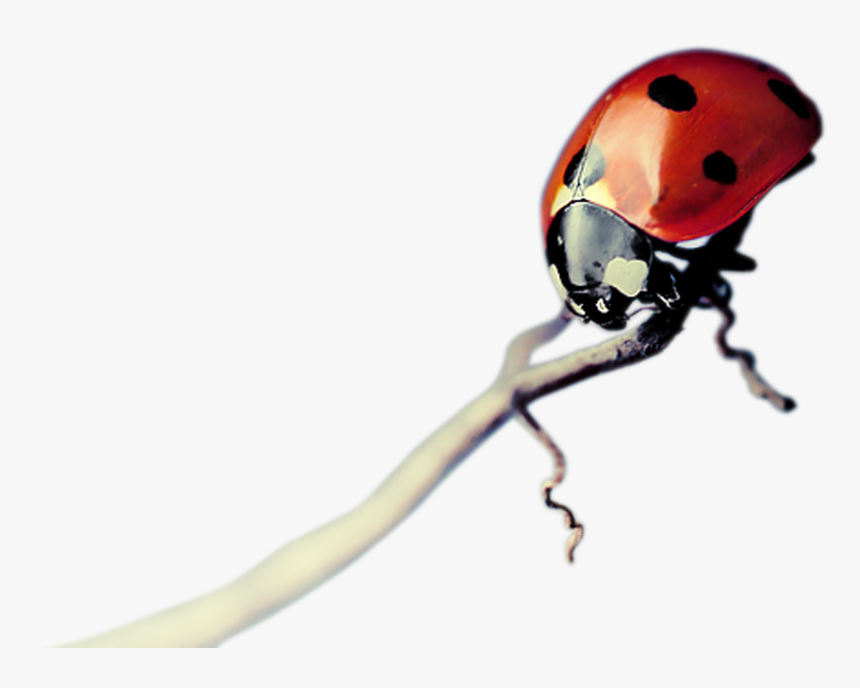 Transparent Insects Png - Ladybug, Png Download, Free Download