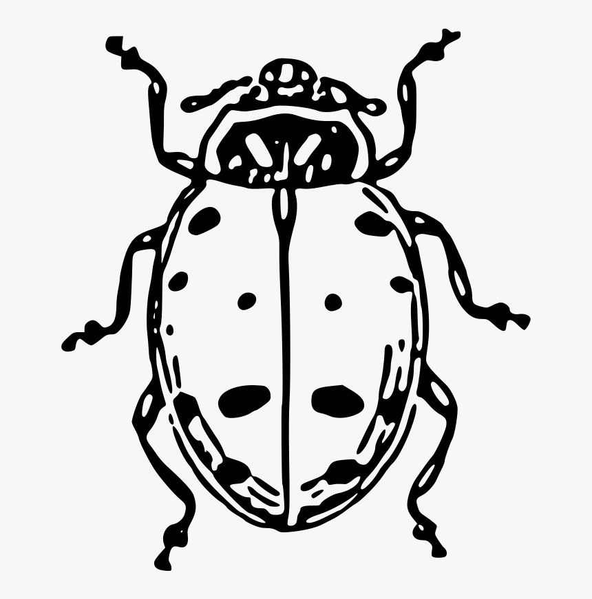 Ladybug - Outline Of A Beetle, HD Png Download, Free Download