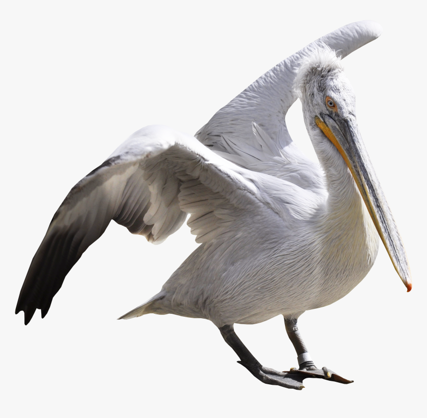 Pelican Png, Transparent Png, Free Download