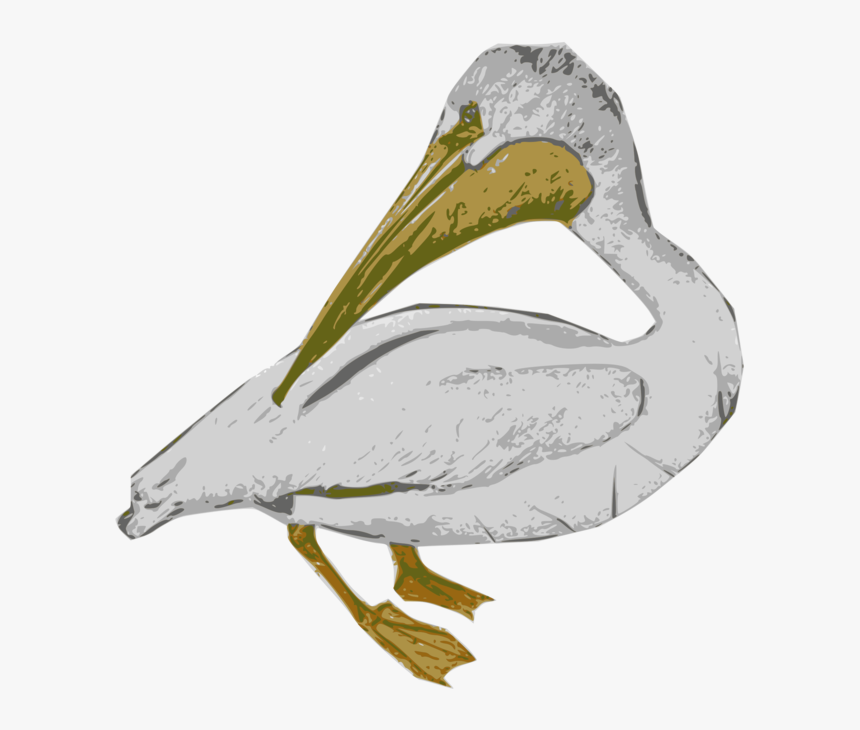 White Pelican, HD Png Download, Free Download