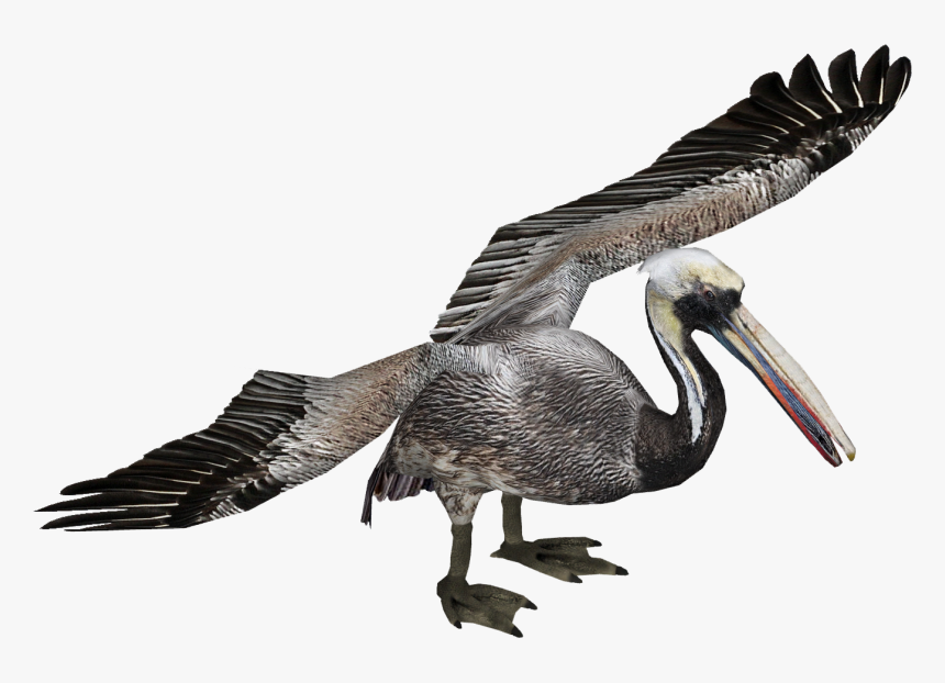 Pelican Png, Transparent Png, Free Download