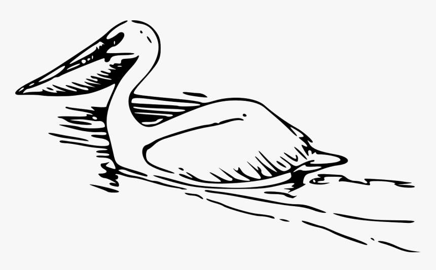 Pelicans Clipart, HD Png Download, Free Download