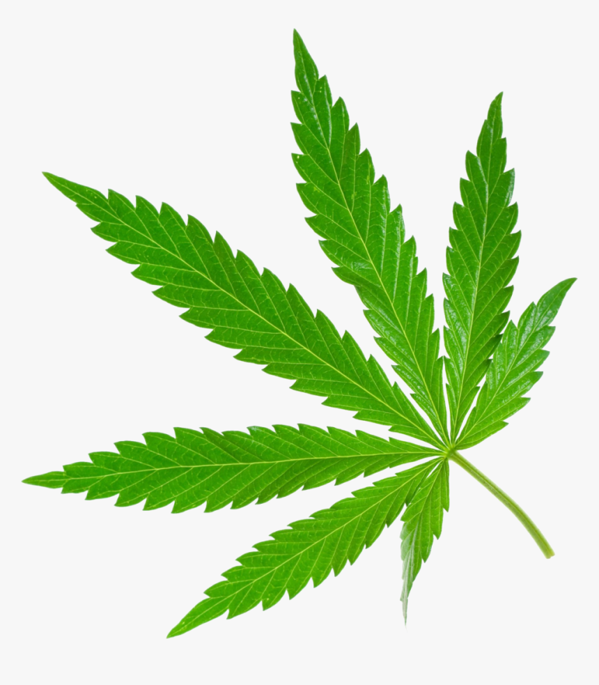 Weed Png Image - Marijuana Png, Transparent Png, Free Download