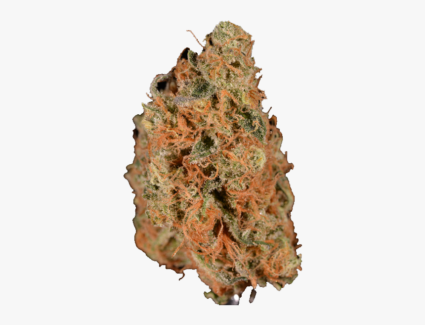 Monarch Grow Agent Orange Weed Tree Hd Png Download Kindpng Monarch Grow Agent Orange Weed Tree Hd Png Download Kindpng