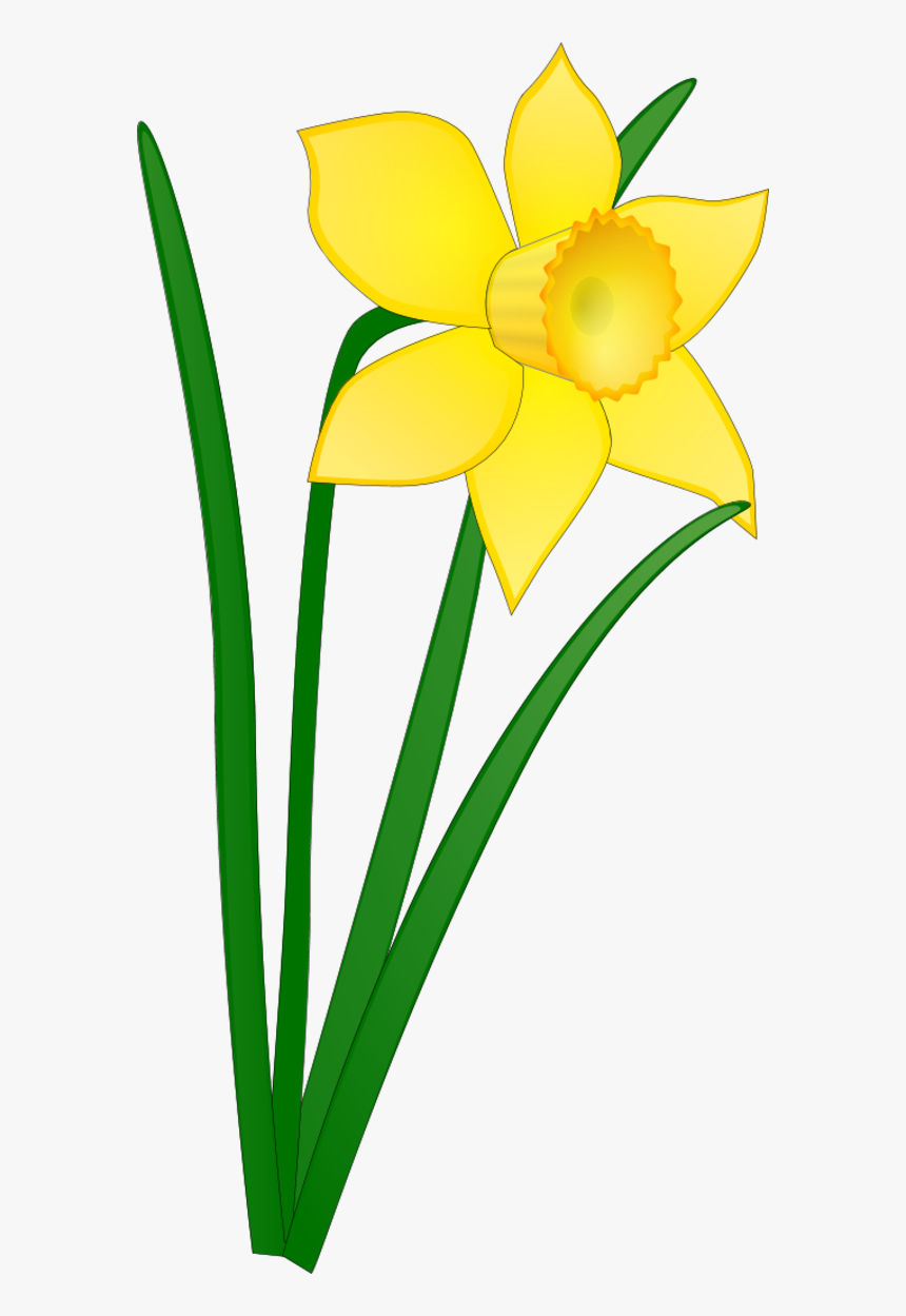 Vector Clip Art - Daffodil Clipart, HD Png Download, Free Download