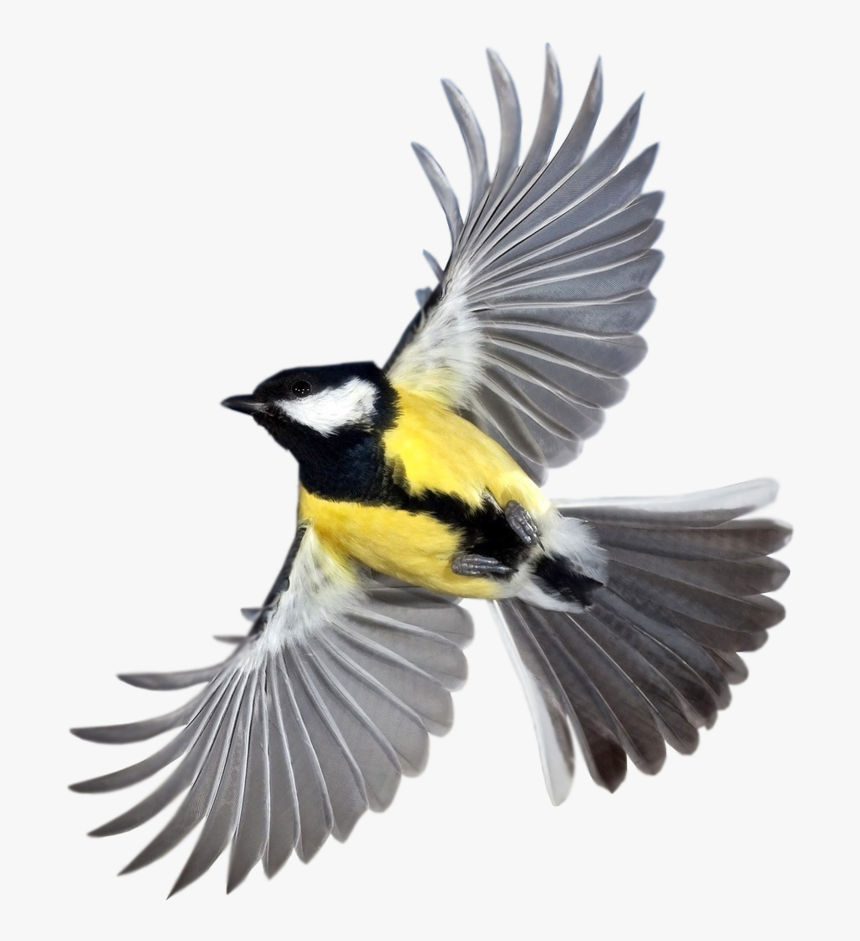 Tit Bird Flying Small 988 - Flying Bird, HD Png Download, Free Download
