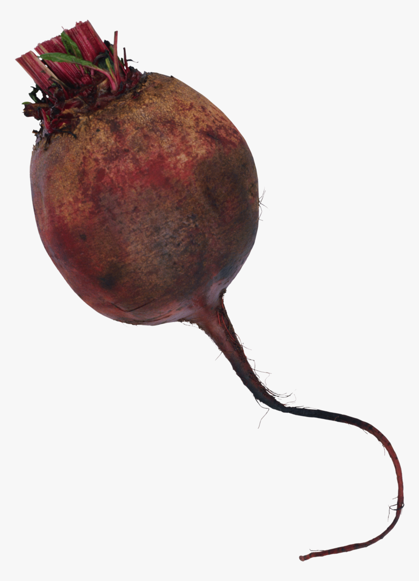 Beet - Свёкла Пнг, HD Png Download, Free Download