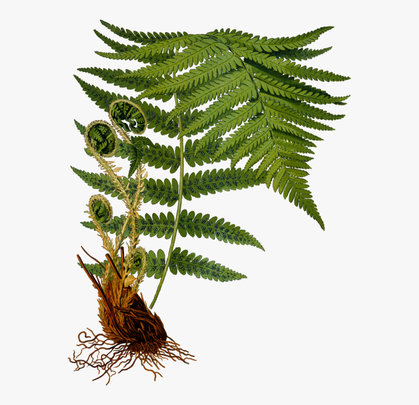Botany,plant,flower - Dryopteris Filix Mas, HD Png Download, Free Download