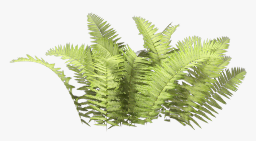 #ferns - Bush Plant Png, Transparent Png, Free Download