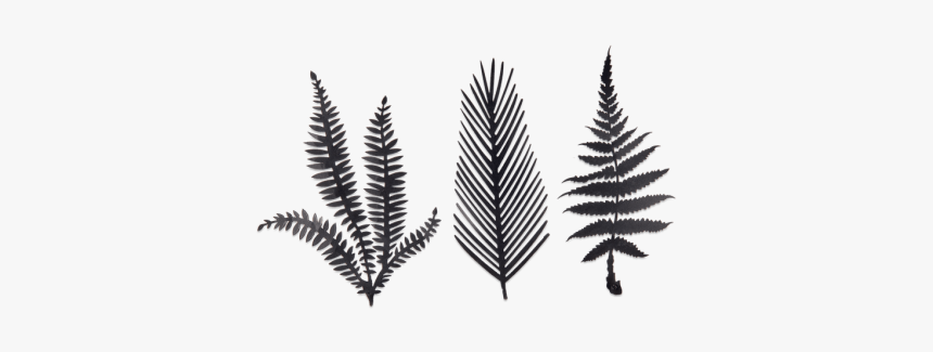 Ferns - Fern Silhouettes, HD Png Download, Free Download