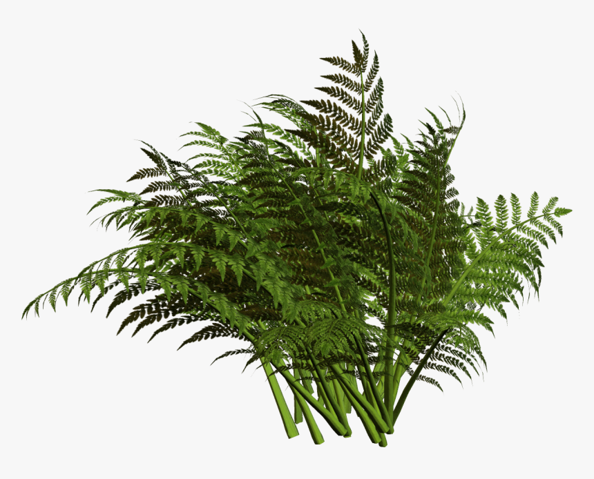 Fern Plants Png, Transparent Png, Free Download