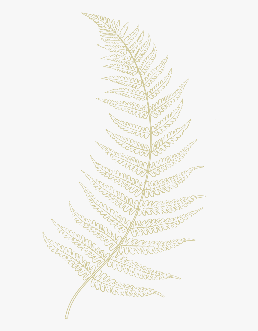 Fern-01 - Ostrich Fern, HD Png Download, Free Download