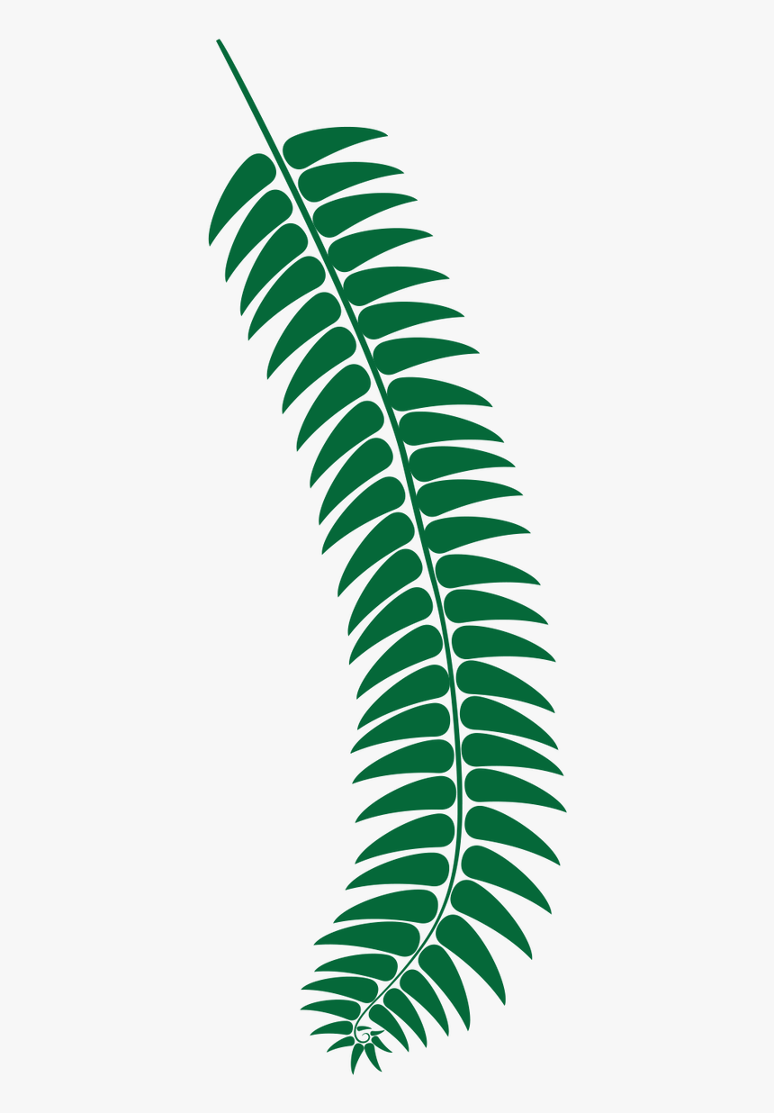 Fern, HD Png Download, Free Download