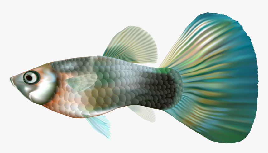 Fish Clipart Underwater - Transparent Guppy Fish Png, Png Download, Free Download