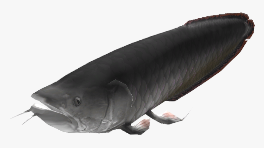 Arowana - Catfish, HD Png Download, Free Download