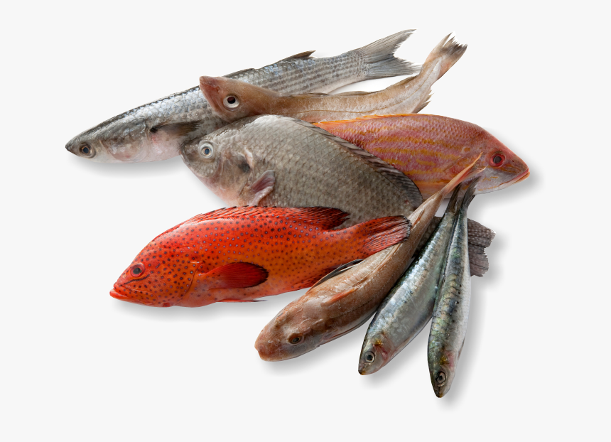 Types Of Fishes For Eating , Png Download - Types Of Fish Png, Transparent Png, Free Download