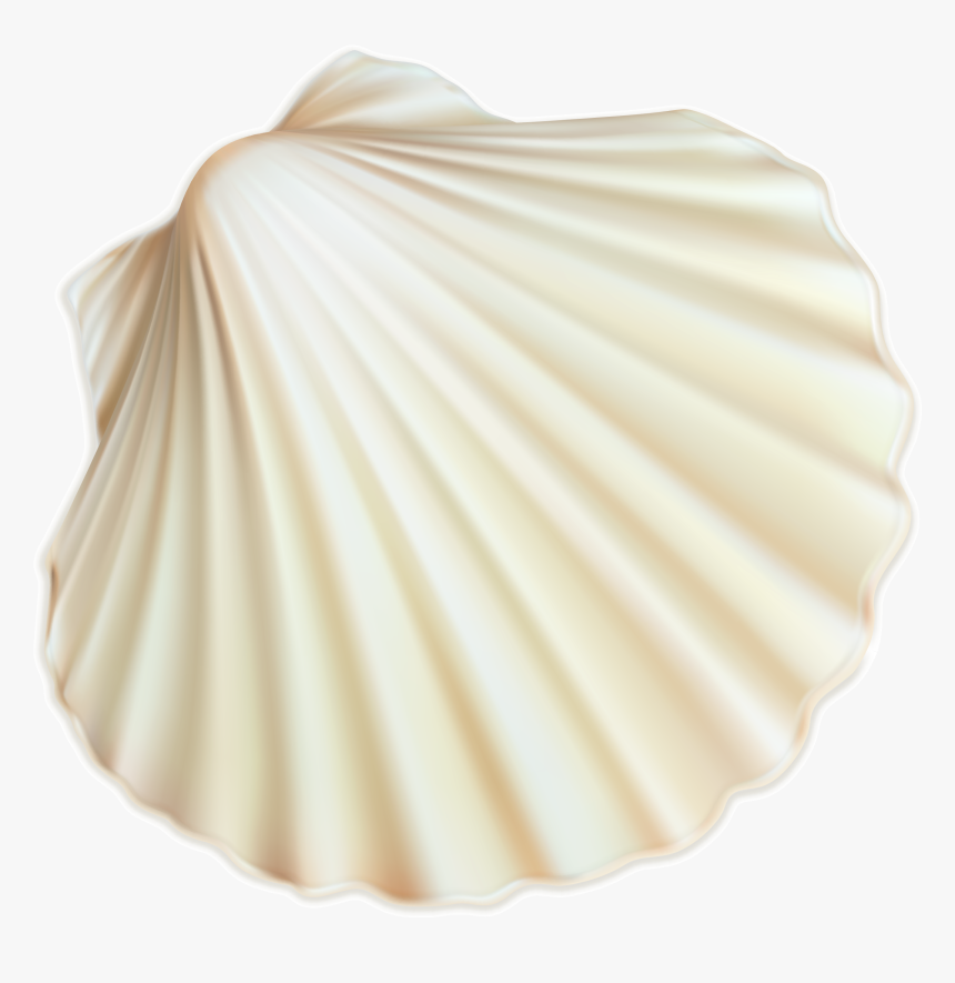Seashells Png, Transparent Png, Free Download