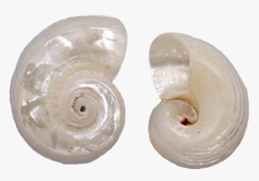 10 Delphinula Lacinata Pearl Seashells 1-1 - Ammonoidea, HD Png Download, Free Download
