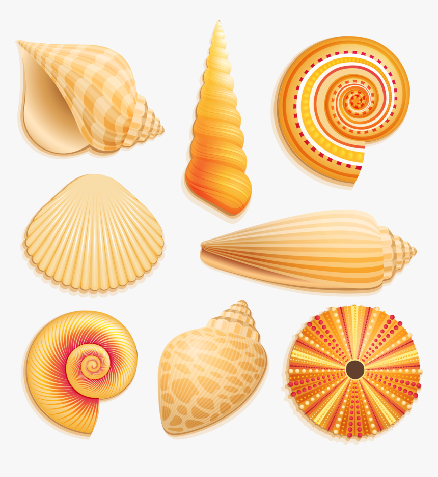 E Ba Orig - Seashell Clipart, HD Png Download, Free Download