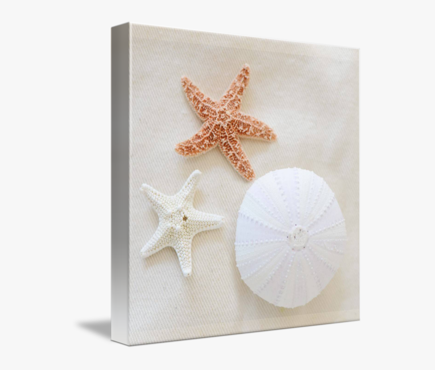 Mkc Photography Seashells Canvas - Starfish, HD Png Download, Free Download