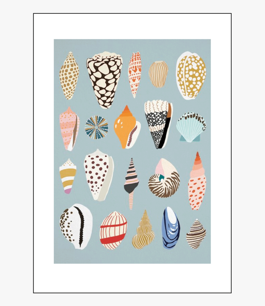 Seashells, HD Png Download, Free Download