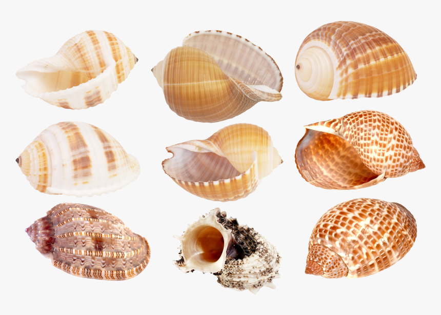 Seashell Png - Ракушки Морские, Transparent Png, Free Download