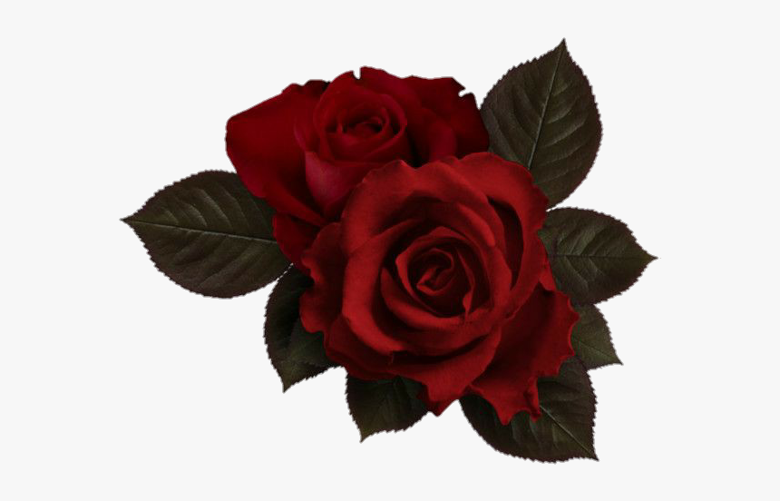 Image - Red Flowers Aesthetic Png, Transparent Png, Free Download