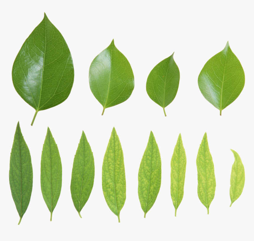 Green Leaves Png Image - Зеленые Листья Png, Transparent Png, Free Download