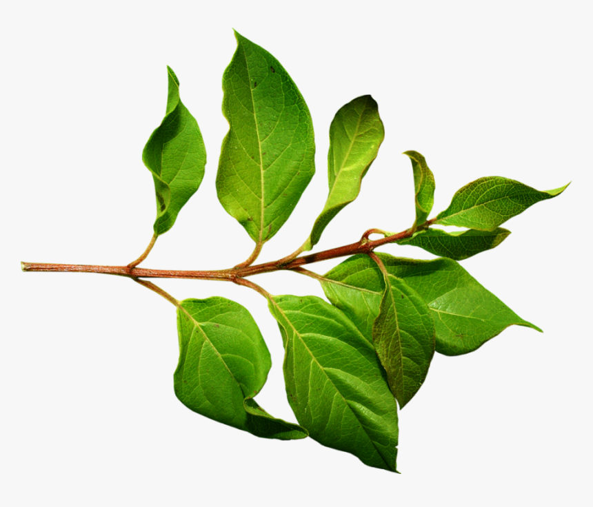 Green Leaves Png Image - Leaves On A Branch, Transparent Png, Free Download